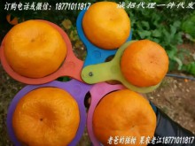 巴东椪柑：鲜果与储果的区别