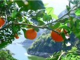 巴东脐橙——三峡库区一道靓丽的风景线