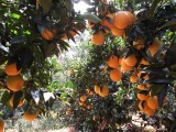 巴东脐橙：吃出个地方果农经济
